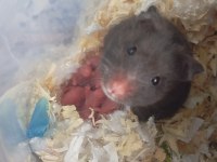 Hamster yavrular