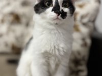 3 AYLIK ERKEK KEDİMİZ SATIN ALMA SAHİPLEN