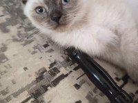 2 aylık dişi ve erkek scottish fold yavrularım