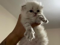 Rezerve scottish fold lynx point yavrular 25 günlük