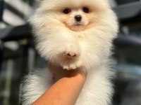 Ankaranın En Güzel Pomeranian Boo Yavruları