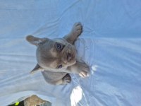 French bulldog bebekler