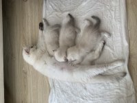 Safkan erkek kedimiz yeni ailesini arıyor