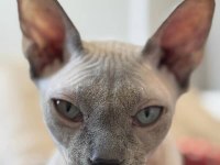 ACİL SFENKS KEDİMİZ