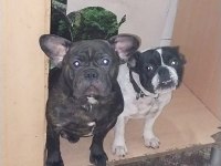 Damızlık french bulldog yavrularımız