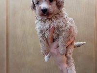 Maltipoo yavru köpekler