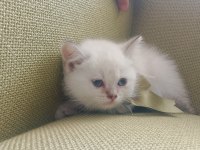 Blue point british shorthair yavrular