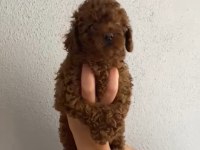 Oyuncu Poodle Bebeğim Ailesini Bekliyor