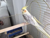 1.5 Yaşında Lutino Sultan Papağanı