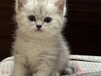 british shorthair blue point yavrular