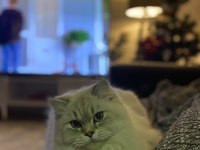 11 aylık british longhair