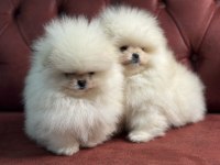 Tea cup pomeranian boo ziyarete açık