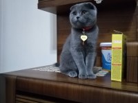 Scottish fold ve british shorthair blue yavrular