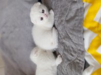 Yavru scottish fold