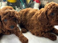 Toy Poodle Sevimli Yavrularımız