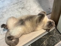 Kedilerimizi acil sahiplendiriyoruz