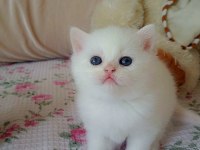 Ayı surat yavru british shorthair