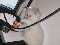 Erkek Blue Eyes British Longhair