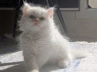 Kar Beyazı A kalite pofuduk yavrum
