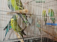 Jumbo ve yerli muhabbet kuşu