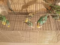 Yavru muhabbet kuşu 2 aylık