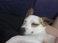 2 yaşında küçük ırk Jack Russell Terrier