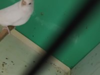 Hazır damızlık dişi muhabbet kuşları