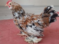 İSPENÇ VE CÜCE COCHİN HOROZLAR
