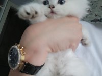 British longhair blue point erkek safkan mavi göz