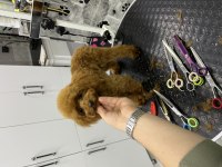 KORE KAN IRK VE SAĞLIK GARANTİLİ MİNİ ERKEK POODLE