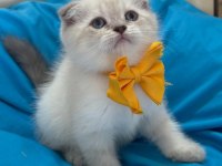 Scottish Fold Erkek Yavrumuza Yuva Uyguna