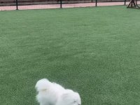 Temiz 7 aylık maltese terrier dişi sevimli köpeğimiz