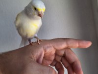 Malinua Cinsi Dişi Kanarya Sahiplendirilecektir