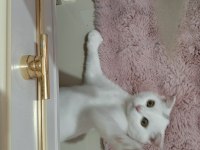 Beyaz scottish fold