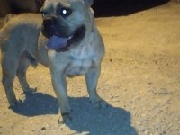 Köpeğimiz Mario yuva arıyor