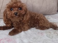Tea Cup Redbrown Toy Poodle dişi