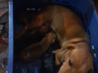 Dacshund yavrular yeni ailesini arıyor