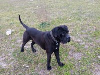 SHOW KALİTEDE CANE CORSO YAVRULAR FCI/KIF A ŞECERE