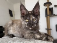Maine Coon Dişi Black Tortie Pet Şecereli