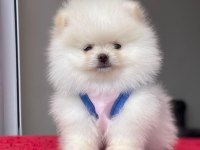 TEACUP POMERANIAN BOO