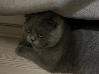 Uysal erkek scottish fold