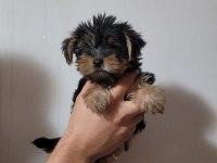 Tea cup yorkshire terrier