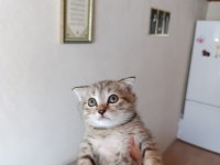 Erkek yavru scottish fold