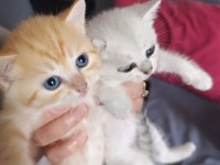 British Shorthair Silver Golden Bebekler