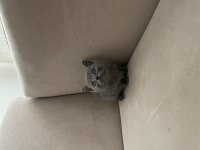 British Shorthair Dişi Yavru