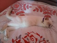 British shorthair blue point