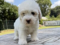 Maltese terrier yavrular