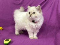 British Longhair Mavi Boncuğum