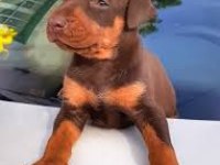 2 Aylık Asil Doberman Yavrularım
