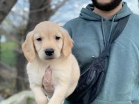 Dünya tatlısı Golden retriever yavrularım